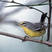 Adelaide's Warbler